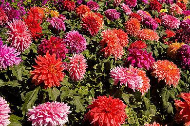 《生化危机4：重制版》寂静岭服装Mod推出